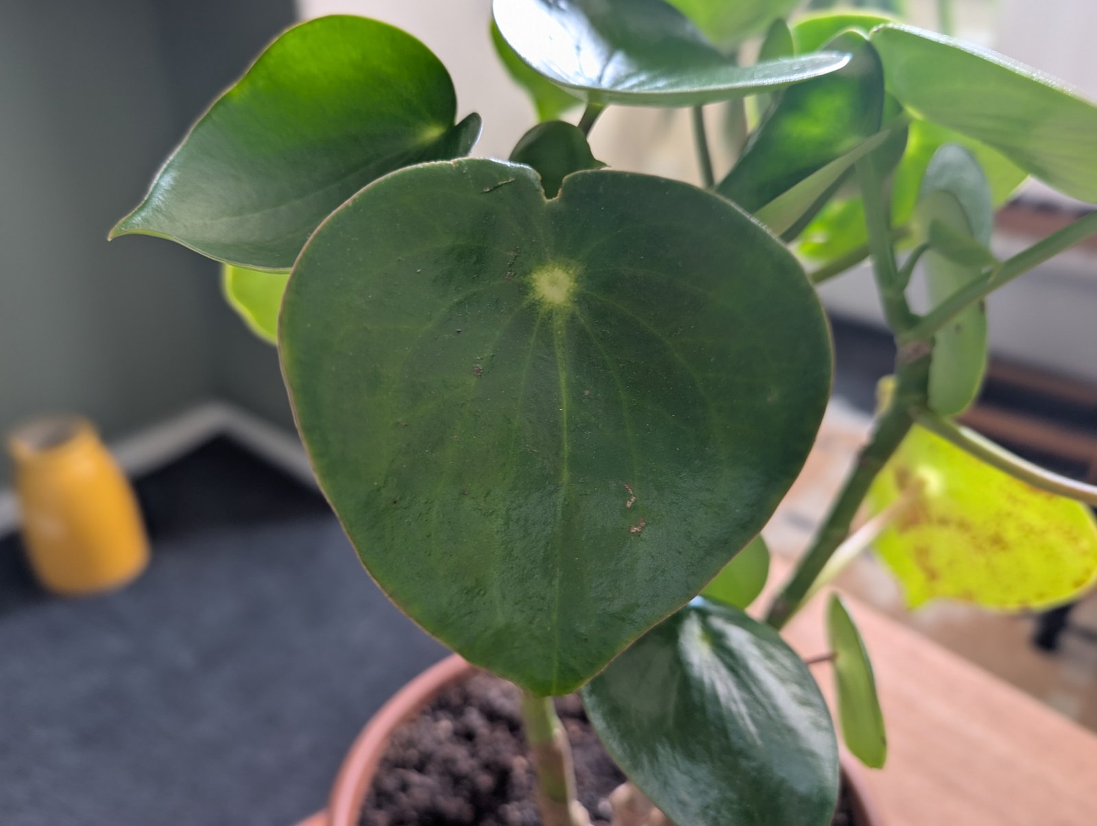 A heart-shaped green leaf on a houseplant, with a sun-scorched leaf behind it